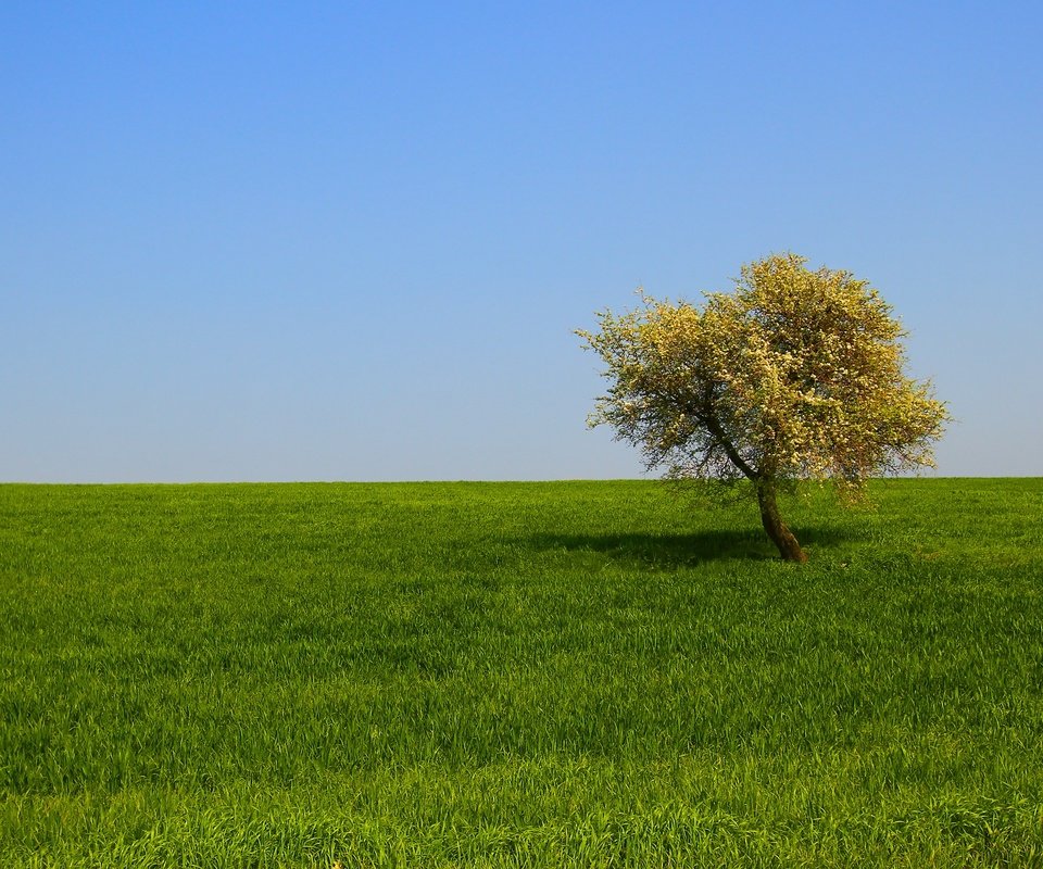 Обои трава, дерево, пейзаж, поле, grass, tree, landscape, field разрешение 2650x1506 Загрузить
