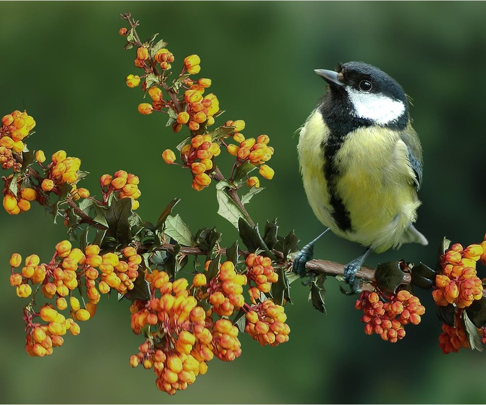 Обои цветы, ветка, природа, птица, синица, flowers, branch, nature, bird, tit разрешение 2205x1765 Загрузить