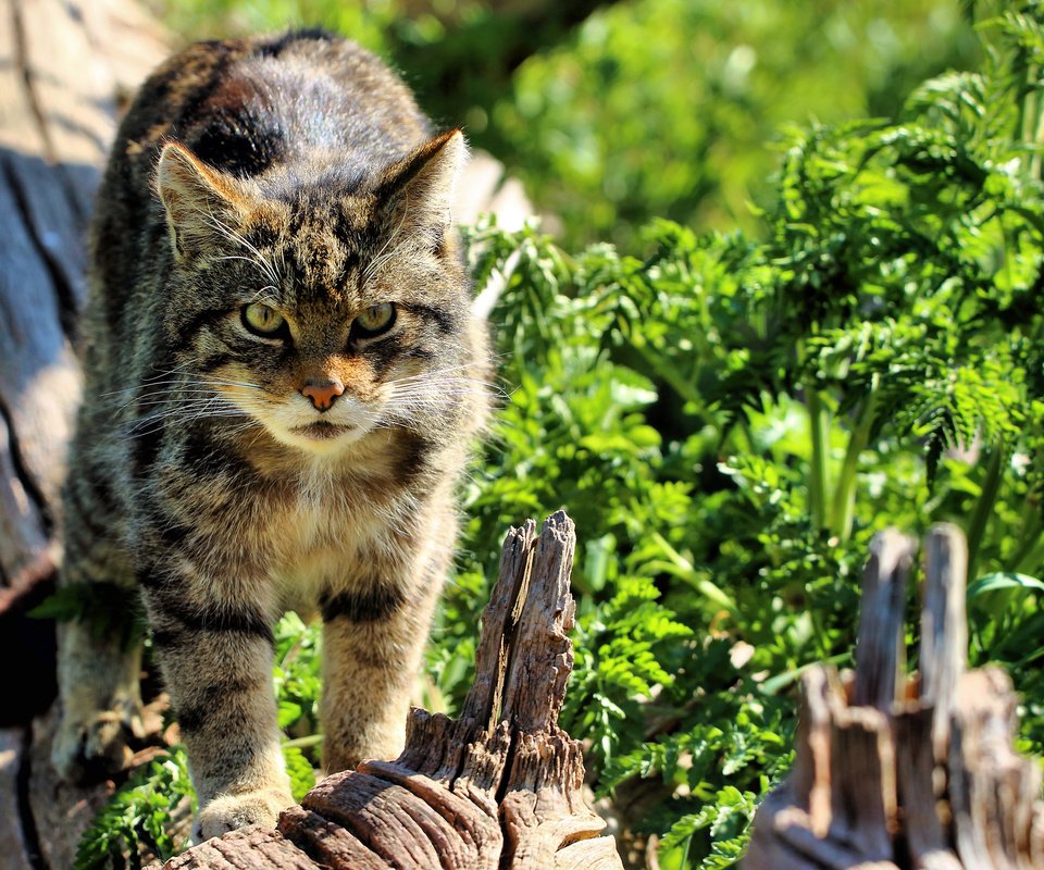 Обои морда, кошка, взгляд, дикая, шотландская, the scottish wildcat, face, cat, look, wild, scottish разрешение 3500x2333 Загрузить