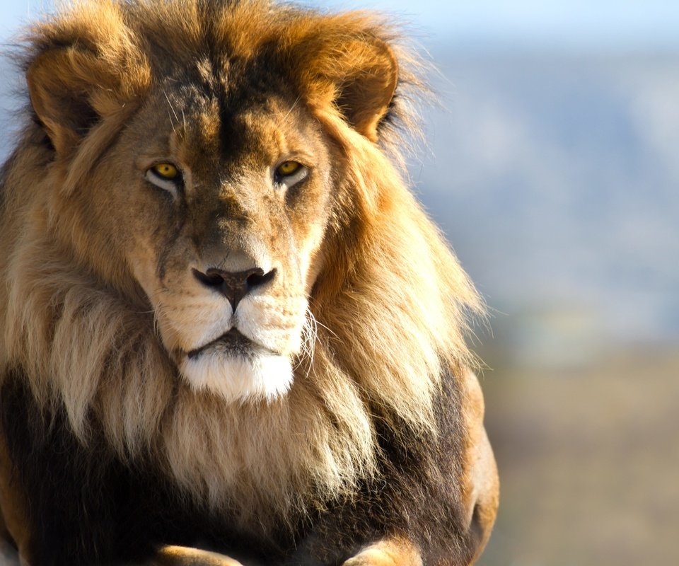 Обои глаза, взгляд, лев, львёнок, башка, волос, взор, eyes, look, leo, lion, head, hair разрешение 5138x3456 Загрузить