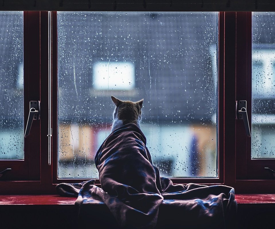 Обои кот, капли, кошка, дождь, окно, стекло, одеяло, cat, drops, rain, window, glass, blanket разрешение 2048x1365 Загрузить