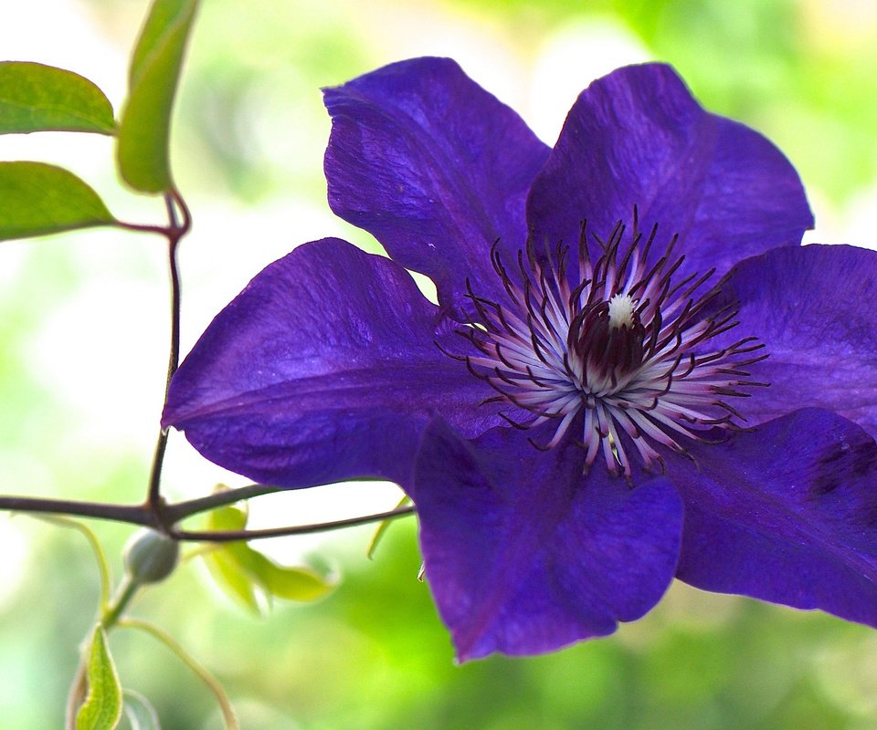 Обои макро, цветок, фиолетовый, клематис, ломонос, macro, flower, purple, clematis разрешение 2048x1151 Загрузить