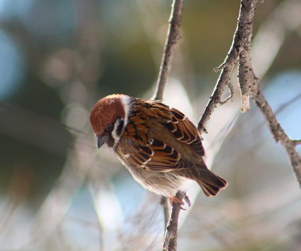 Обои лес, животные, птица, воробей, forest, animals, bird, sparrow разрешение 1920x1280 Загрузить