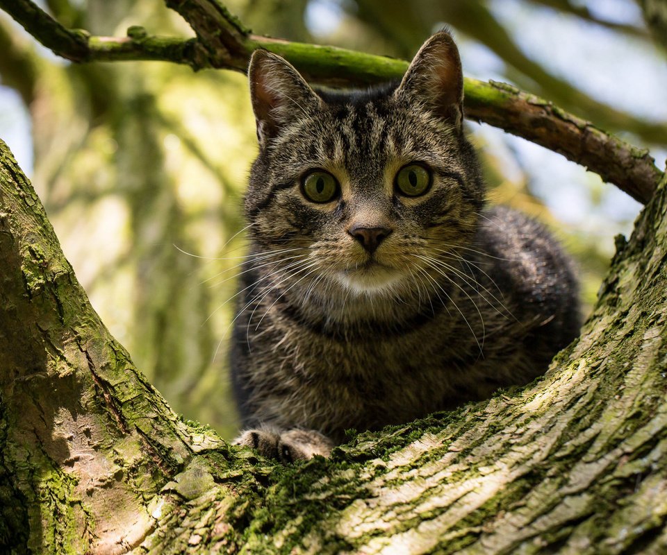 Обои дерево, кот, кошка, взгляд, на дереве, tree, cat, look, on the tree разрешение 2048x1332 Загрузить