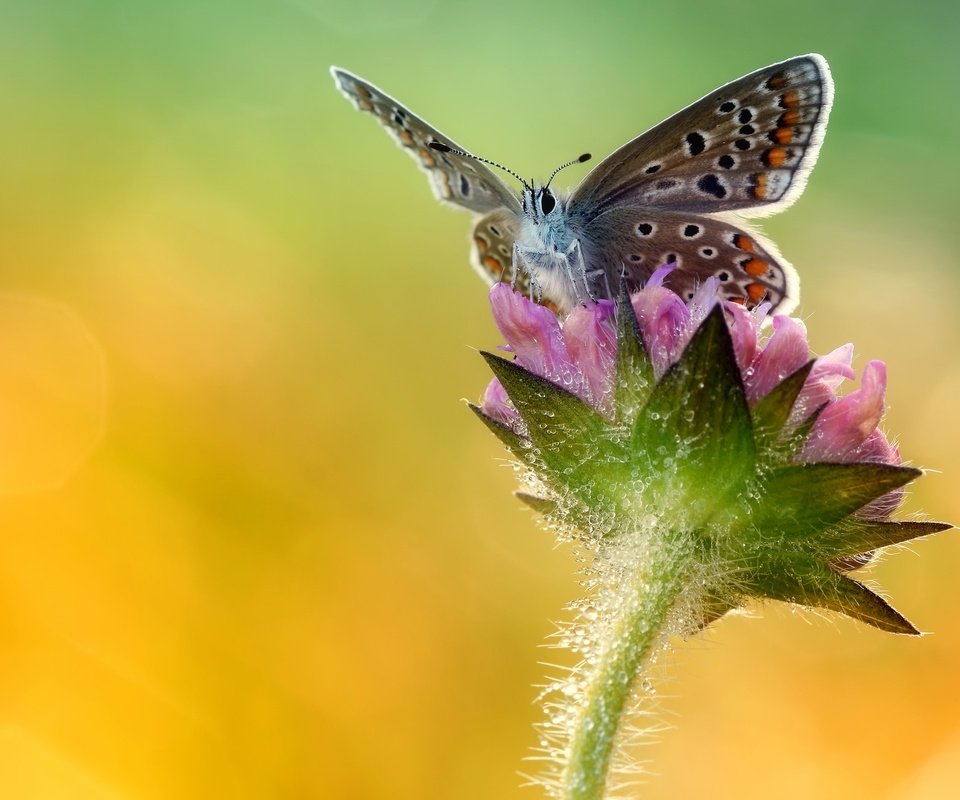 Обои макро, насекомое, цветок, бабочка, крылья, macro, insect, flower, butterfly, wings разрешение 2048x1313 Загрузить