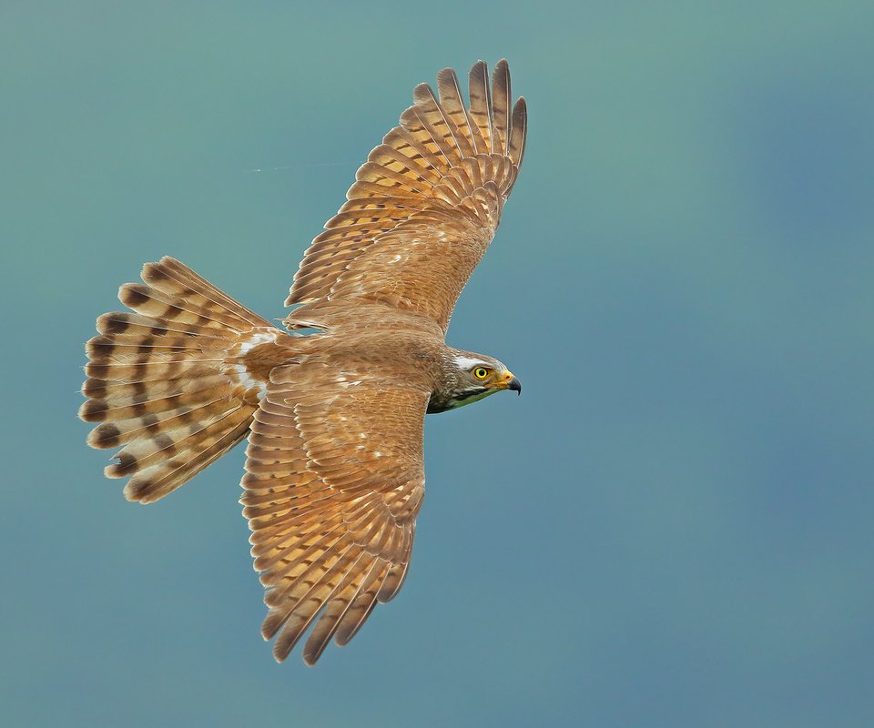 Обои полет, крылья, птица, взмах, grey-faced buzzard, butastur indicus, ястребиный канюк, flight, wings, bird, stroke, hawk buzzard разрешение 2048x1366 Загрузить