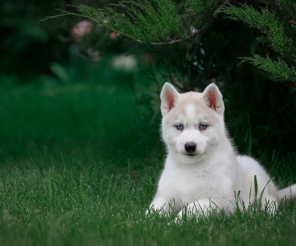 Обои трава, щенок, хаски, grass, puppy, husky разрешение 3000x1981 Загрузить