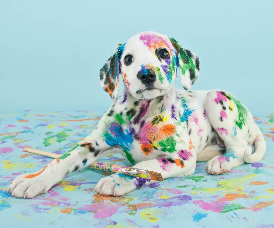 Обои собака, краска, пятна, щенок, далматин, кисть, dog, paint, spot, puppy, dalmatian, brush разрешение 2263x1831 Загрузить