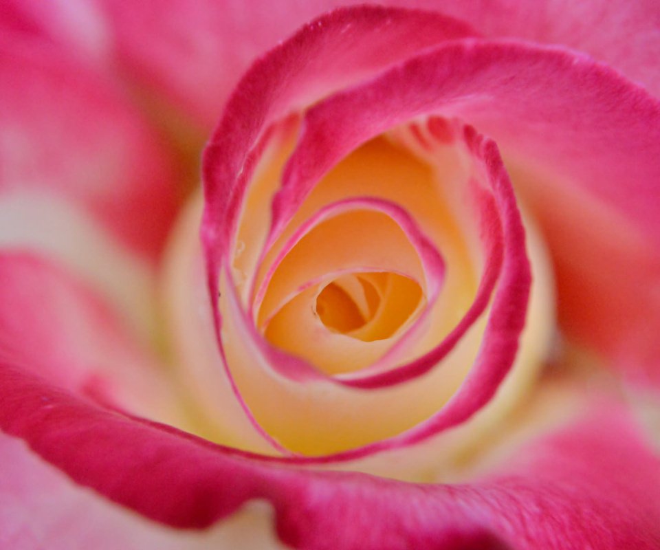 Обои макро, цветок, роза, лепестки, бутон, крупным планом, macro, flower, rose, petals, bud, closeup разрешение 2048x1362 Загрузить