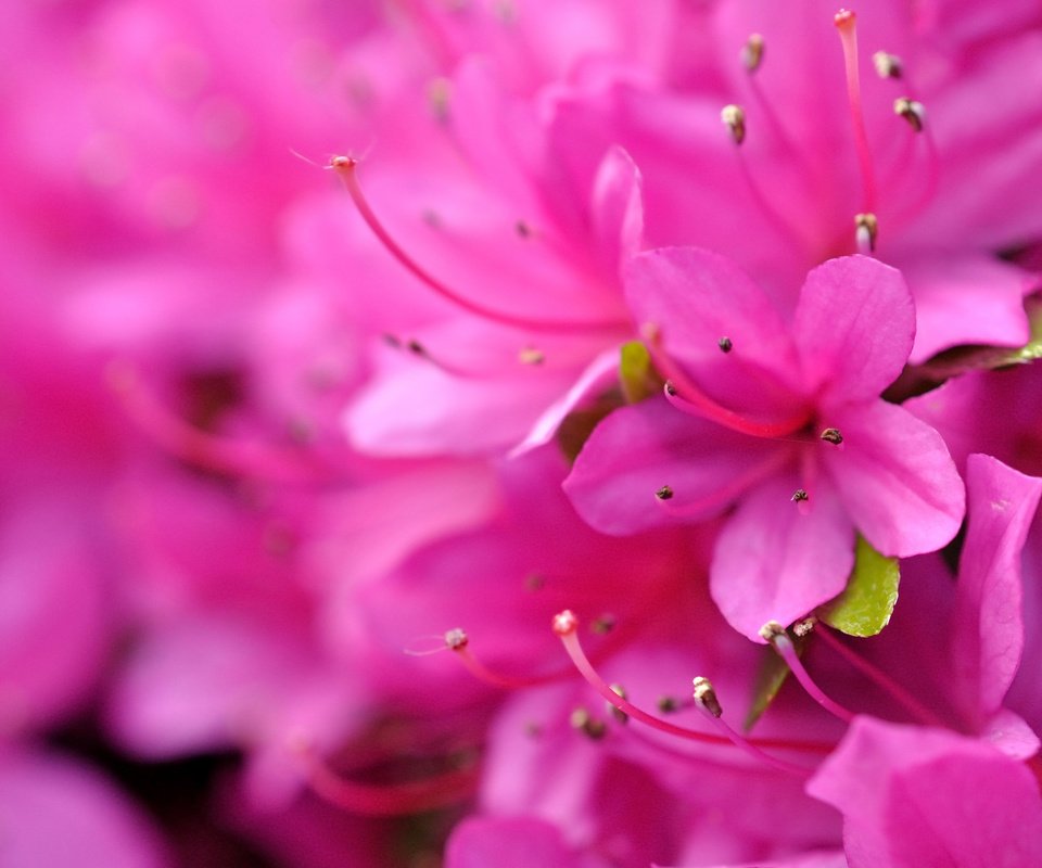 Обои макро, боке, рододендрон, macro, bokeh, rhododendron разрешение 3912x2794 Загрузить