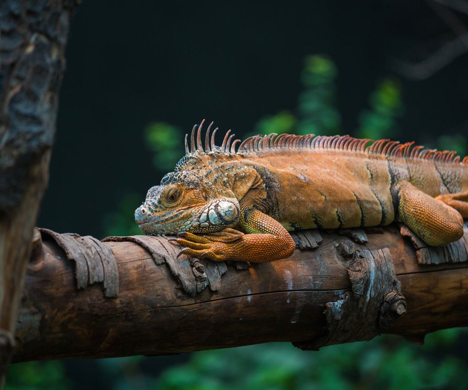 Обои природа, дерево, ящерица, игуана, пресмыкающееся, nature, tree, lizard, iguana, reptile разрешение 1920x1280 Загрузить