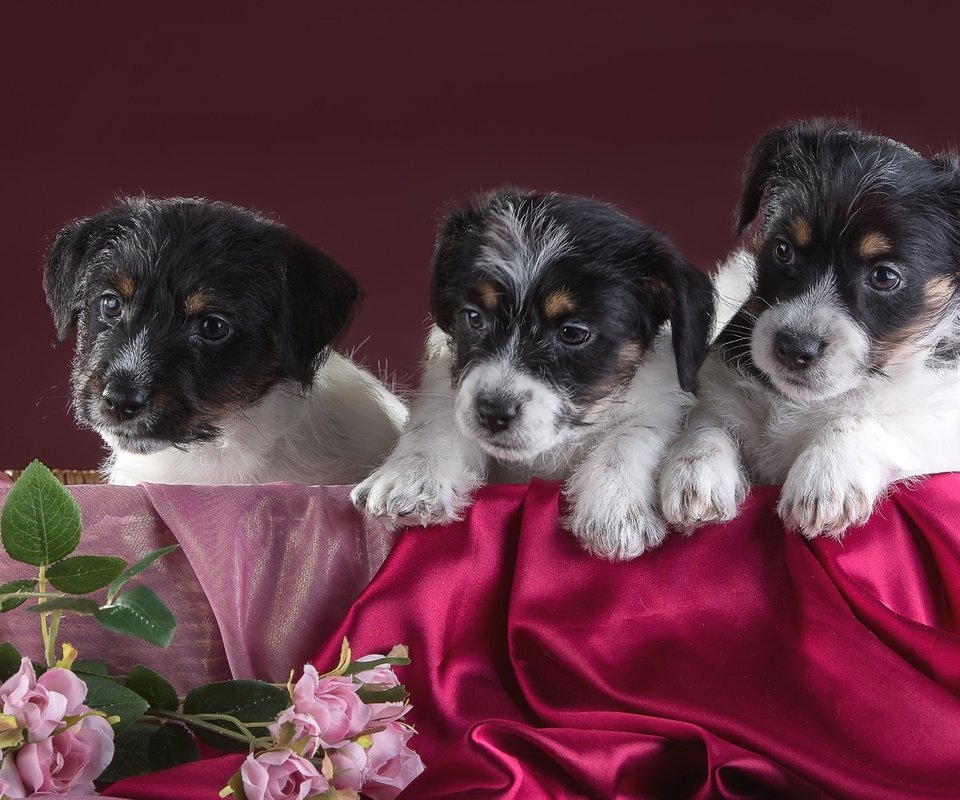 Обои цветы, щенки, трио, джек-рассел-терьер, flowers, puppies, trio, jack russell terrier разрешение 3000x1982 Загрузить