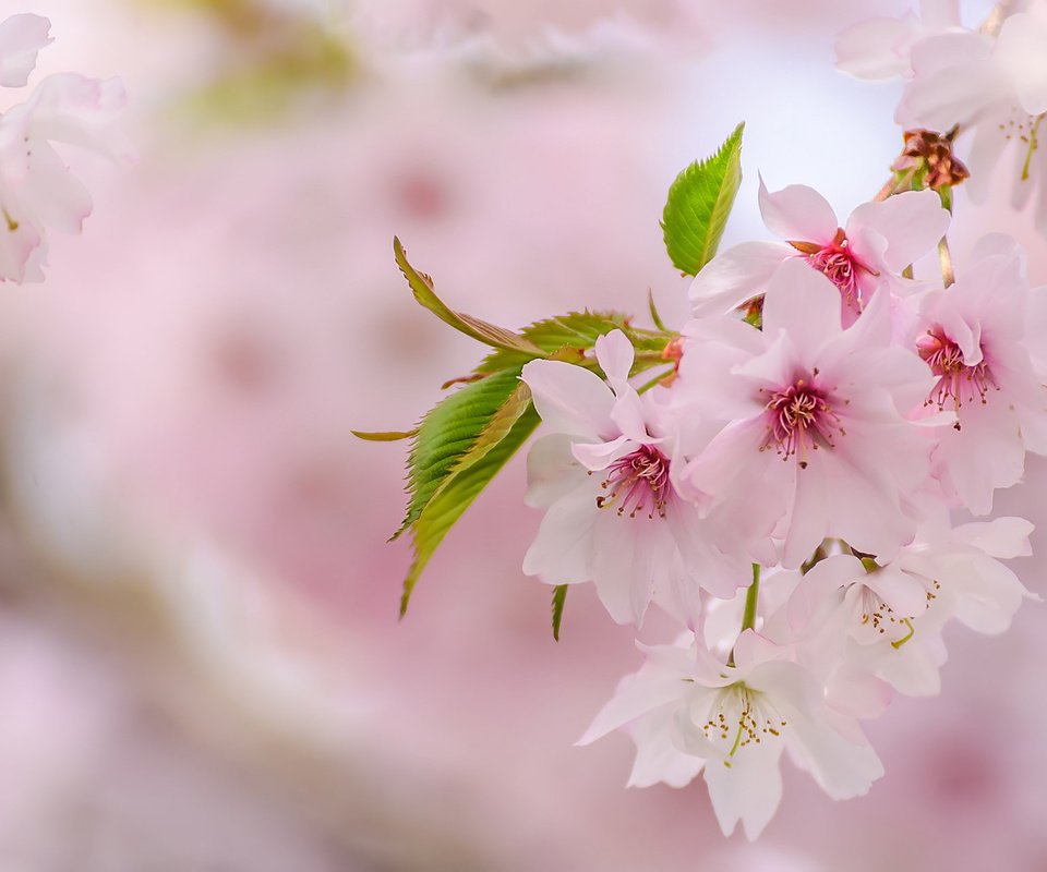 Обои весна, розовый, сакура, нежность, spring, pink, sakura, tenderness разрешение 2048x1276 Загрузить