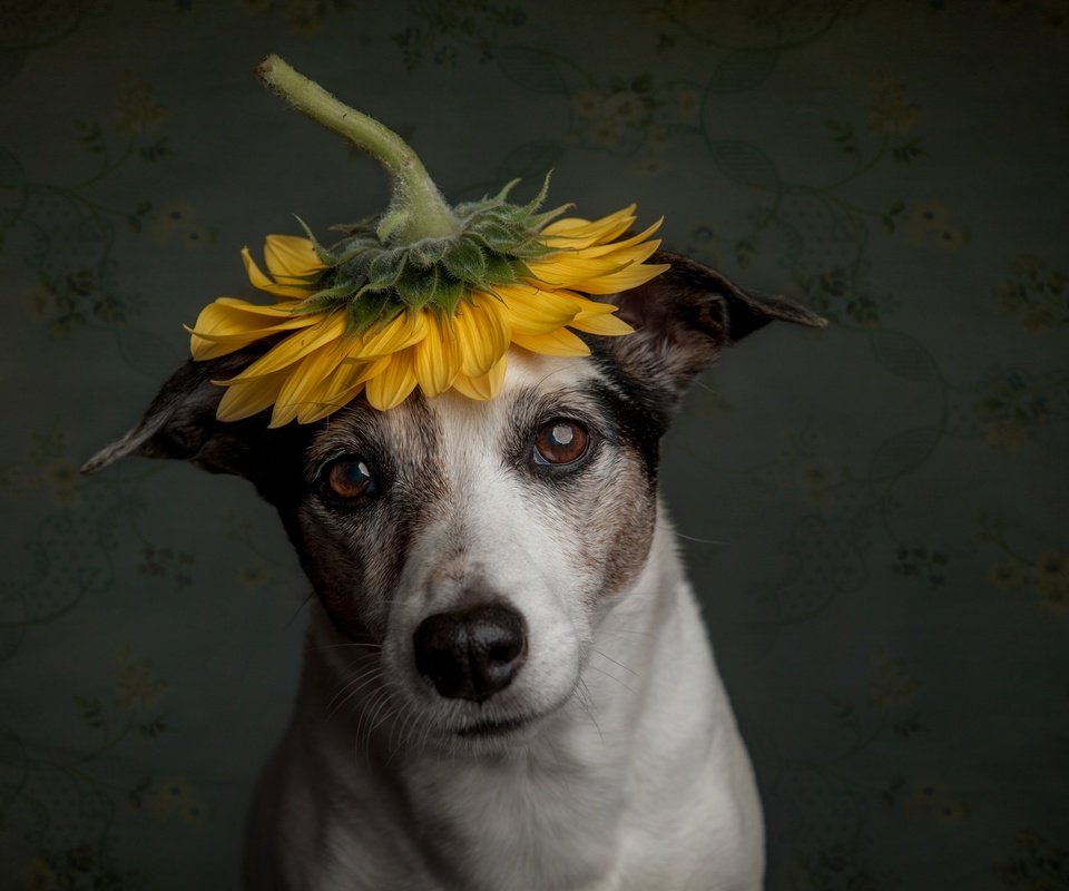 Обои грусть, собака, подсолнух, пес, sadness, dog, sunflower разрешение 2500x1664 Загрузить