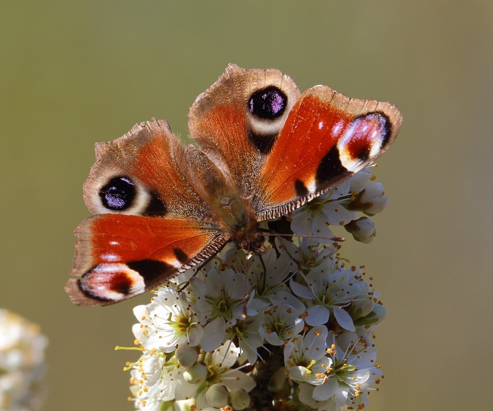 Обои насекомое, бабочка, животное, цветки, insect, butterfly, animal, flowers разрешение 4104x2767 Загрузить