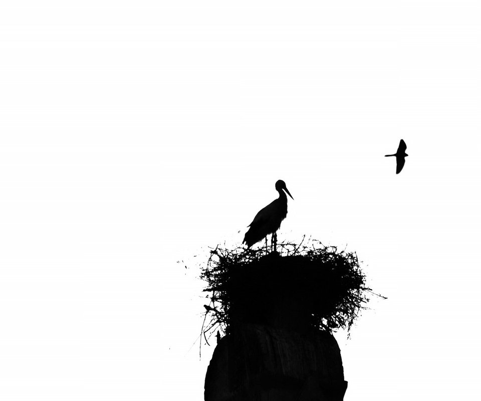 Обои птицы, силуэт, аист, гнездо, birds, silhouette, stork, socket разрешение 2048x1301 Загрузить