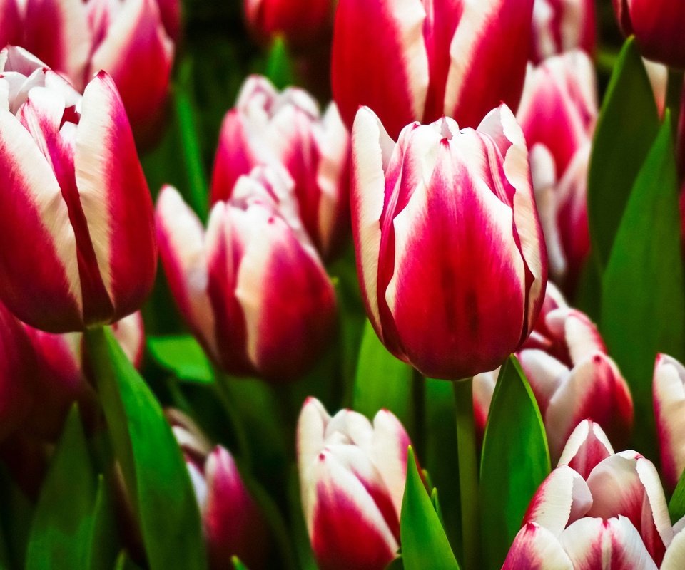 Обои цветы, бутоны, весна, тюльпаны, пестрые, flowers, buds, spring, tulips, motley разрешение 2048x1365 Загрузить