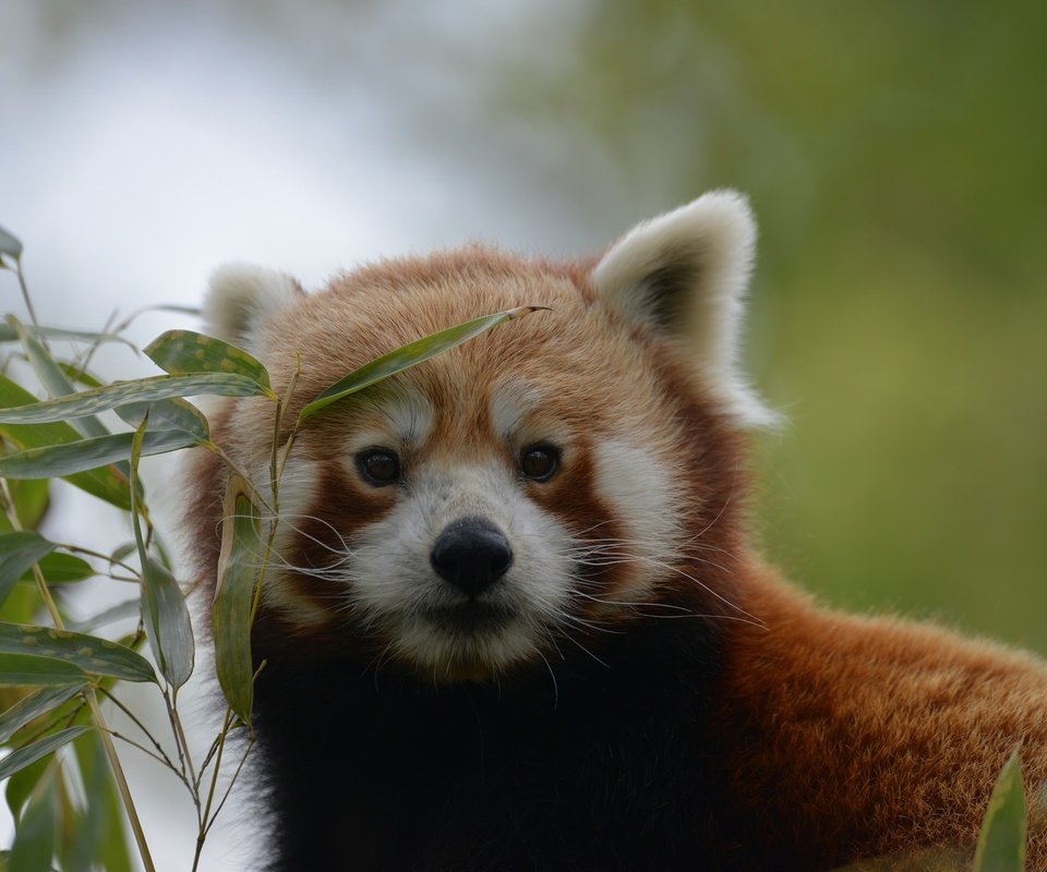 Обои природа, листья, фон, мордочка, взгляд, красная панда, nature, leaves, background, muzzle, look, red panda разрешение 2048x1367 Загрузить