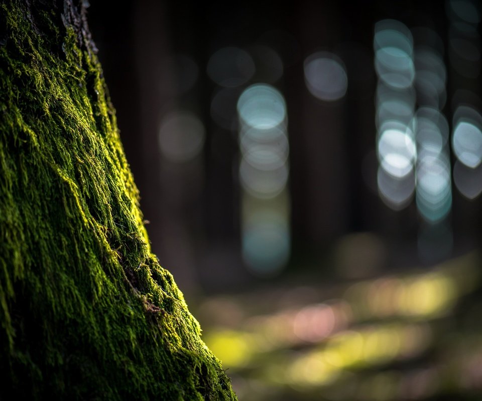 Обои природа, дерево, блики, мох, ствол, nature, tree, glare, moss, trunk разрешение 2560x1609 Загрузить