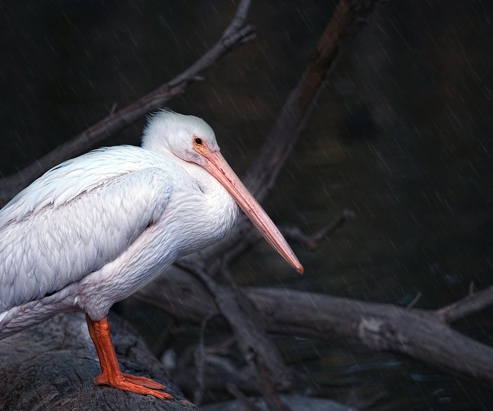 Обои природа, птица, клюв, перья, пеликан, nature, bird, beak, feathers, pelican разрешение 2048x1188 Загрузить