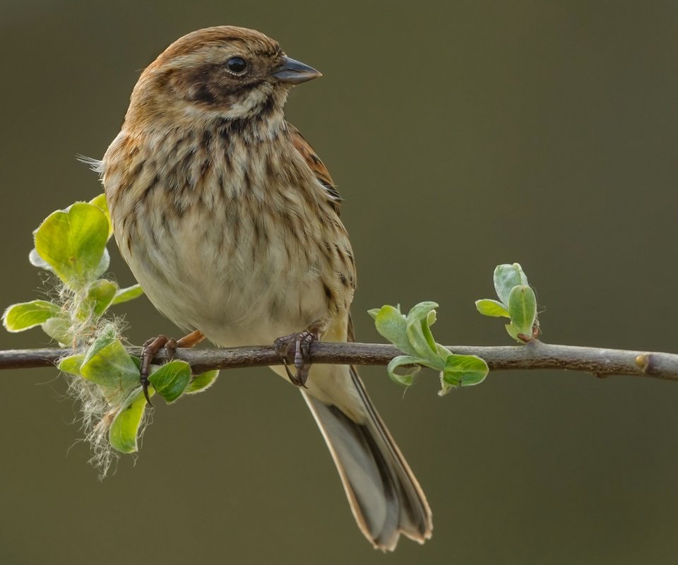 Обои ветка, природа, птица, овсянка, тростниковая овсянка, branch, nature, bird, oatmeal, reed bunting разрешение 2048x1342 Загрузить