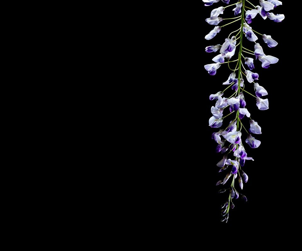 Обои цветок, черный фон, глициния, вистерия, flower, black background, wisteria разрешение 2048x1365 Загрузить
