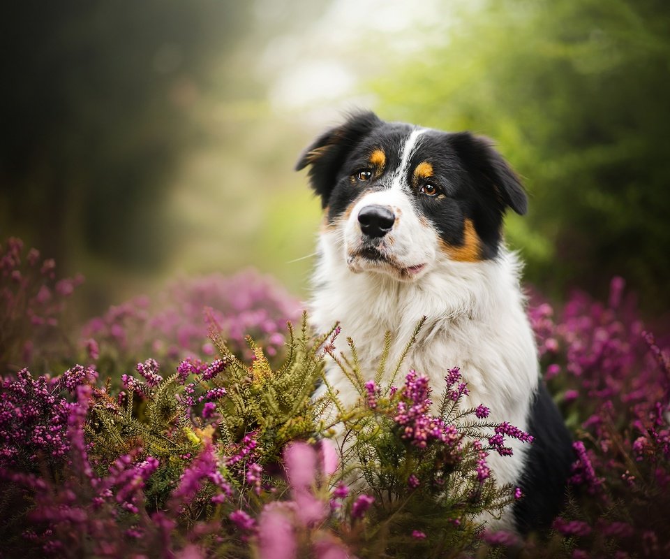 Обои цветы, природа, собака, животное, пес, травы, dackelpuppy, blake, flowers, nature, dog, animal, grass разрешение 2048x1367 Загрузить