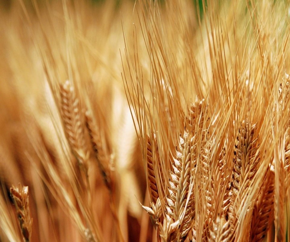 Обои колосья, пшеница, хлеб, колоски, урожай, золотые, зерно, ears, wheat, bread, spikelets, harvest, gold, grain разрешение 1920x1200 Загрузить