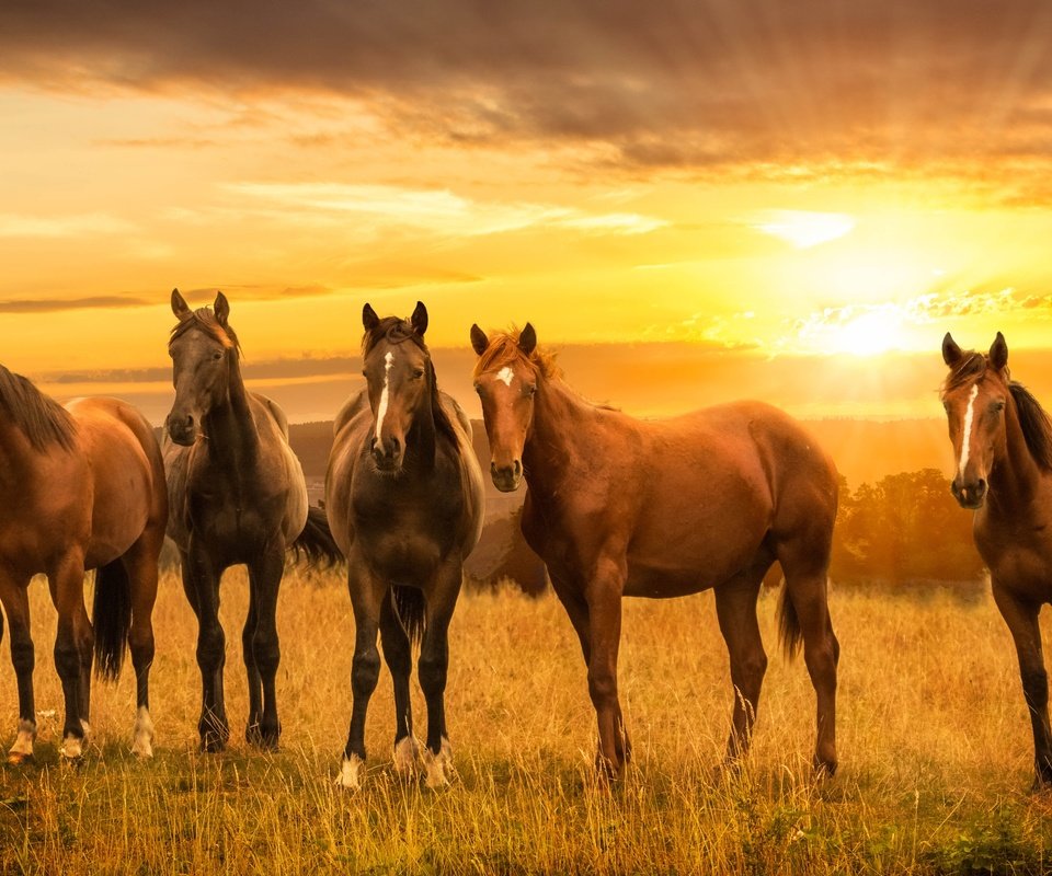 Обои закат, луг, лошади, кони, sunset, meadow, horse, horses разрешение 4000x2080 Загрузить