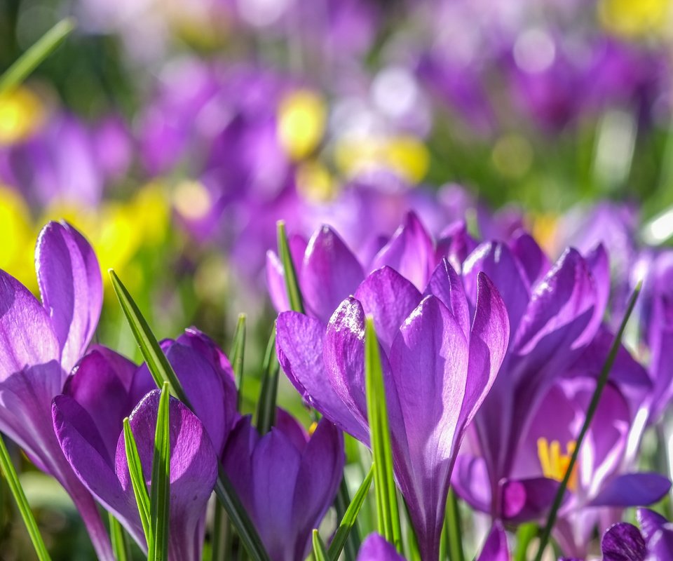 Обои цветы, весна, фиолетовые, крокусы, крокус, шафран, flowers, spring, purple, crocuses, krokus, saffron разрешение 4896x2760 Загрузить
