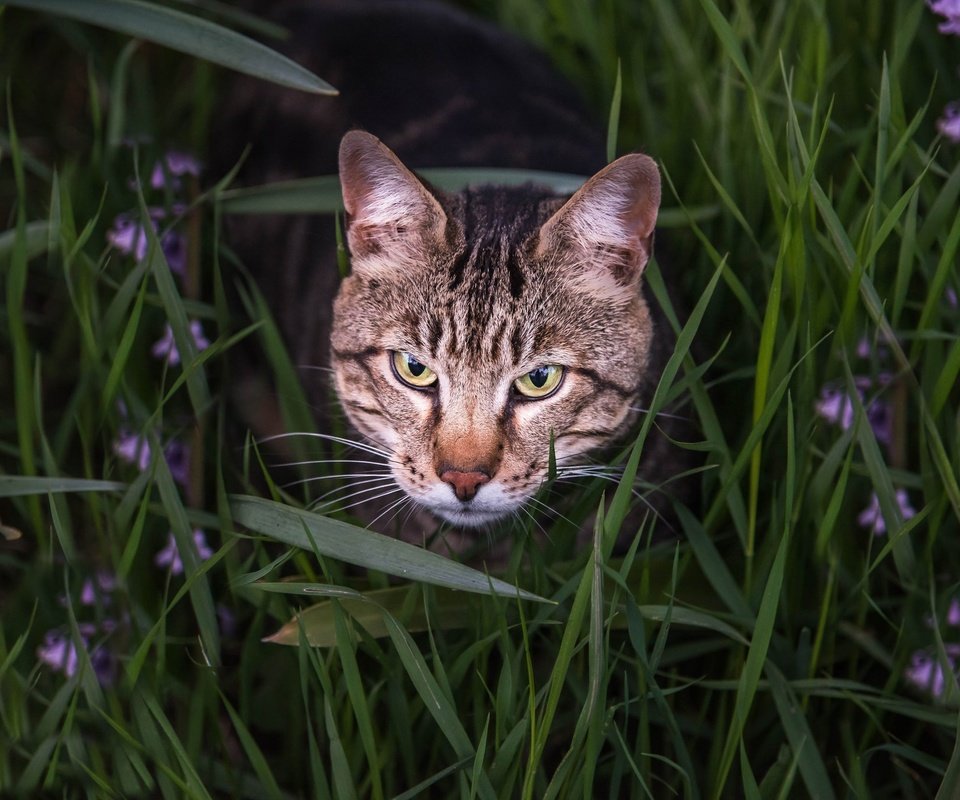 Обои глаза, морда, цветы, трава, кот, взгляд, бенгальская кошка, eyes, face, flowers, grass, cat, look, bengal cat разрешение 2048x1367 Загрузить
