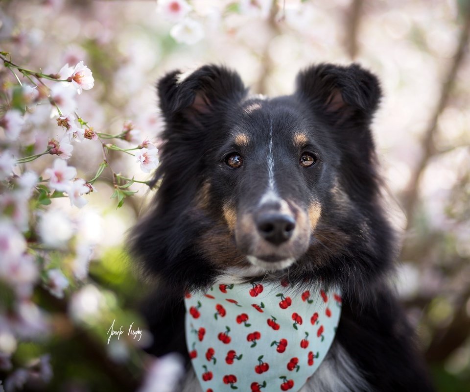 Обои глаза, взгляд, собака, весна, друг, jenni freytag, eyes, look, dog, spring, each разрешение 2048x1371 Загрузить