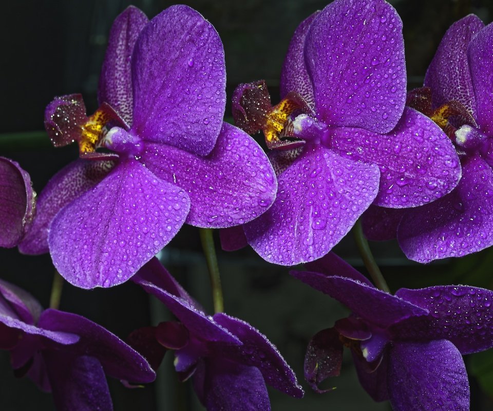 Обои цветы, ветка, капли, лепестки, орхидея, фиолетовые, капельки росы, фаленопсис, flowers, branch, drops, petals, orchid, purple, drops of dew, phalaenopsis разрешение 2048x1325 Загрузить