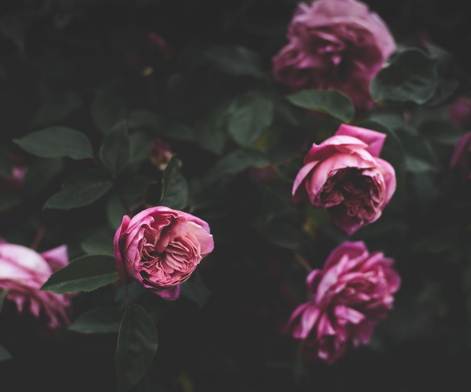 Обои цветы, бутоны, розовый, куст, пионы, flowers, buds, pink, bush, peonies разрешение 4928x3280 Загрузить
