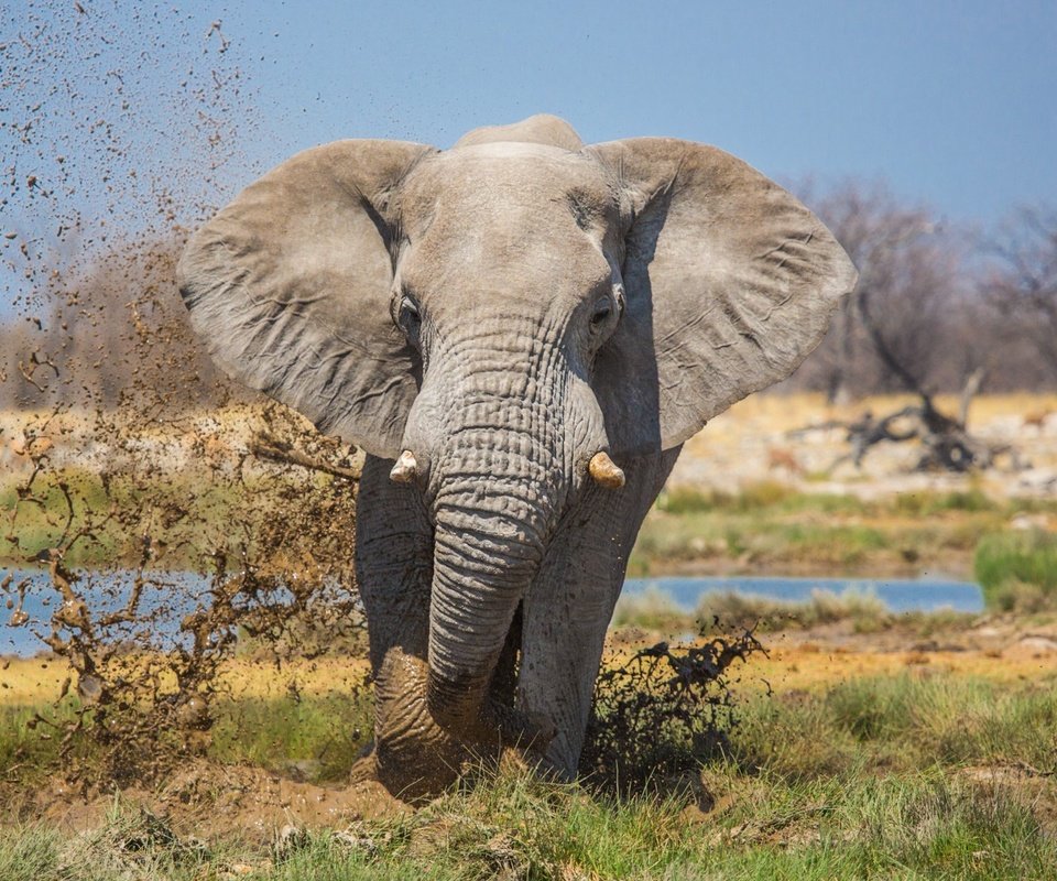 Обои природа, слон, уши, хобот, бивни, nature, elephant, ears, trunk, tusks разрешение 1997x1293 Загрузить