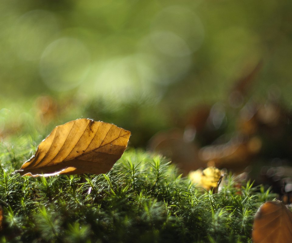 Обои листья, макро, осень, лист, мох, leaves, macro, autumn, sheet, moss разрешение 1920x1200 Загрузить