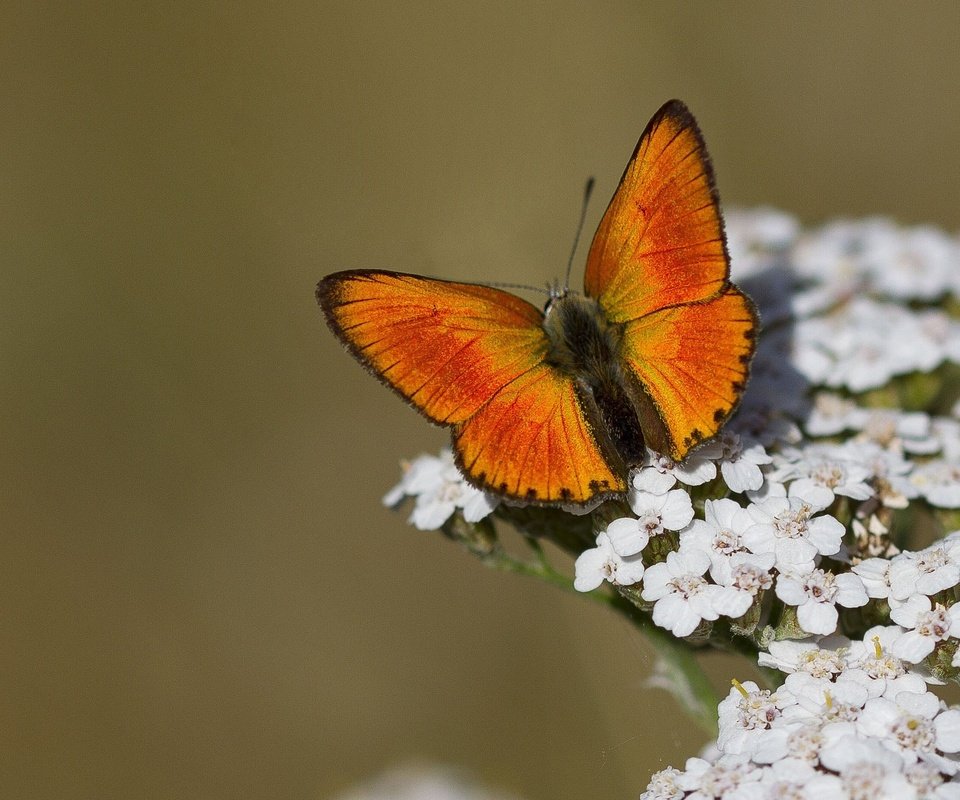 Обои цветы, макро, насекомое, бабочка, крылья, flowers, macro, insect, butterfly, wings разрешение 2048x1366 Загрузить