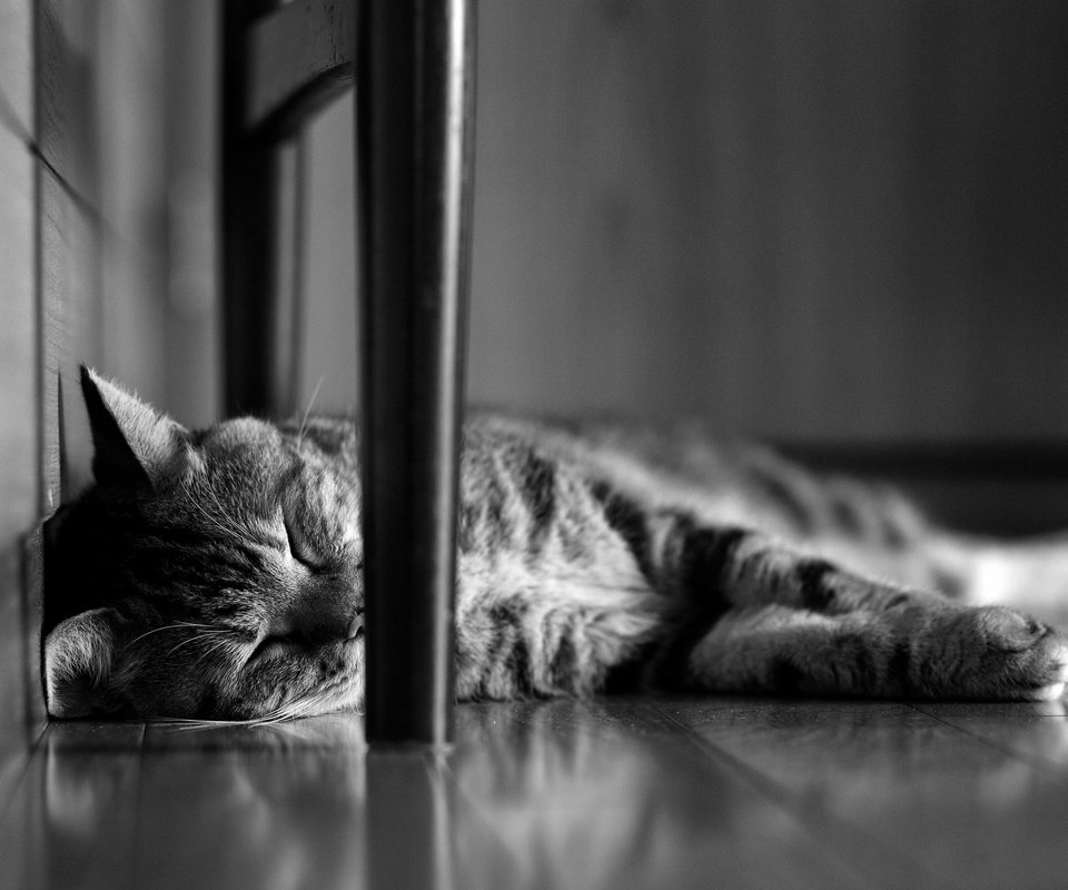 Обои кот, мордочка, кошка, чёрно-белое, сон, лапки, спящий, cat, muzzle, black and white, sleep, legs разрешение 2880x1800 Загрузить