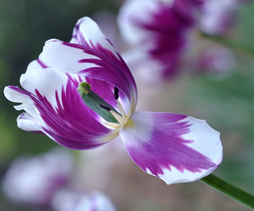 Обои макро, цветок, лепестки, размытость, весна, тюльпан, macro, flower, petals, blur, spring, tulip разрешение 2048x1360 Загрузить