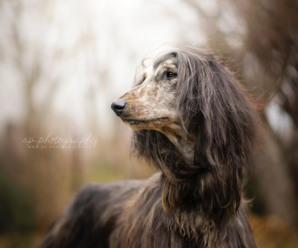 Обои взгляд, собака, афган, афганская борзая, look, dog, afgan, the afghan hound разрешение 1920x1200 Загрузить