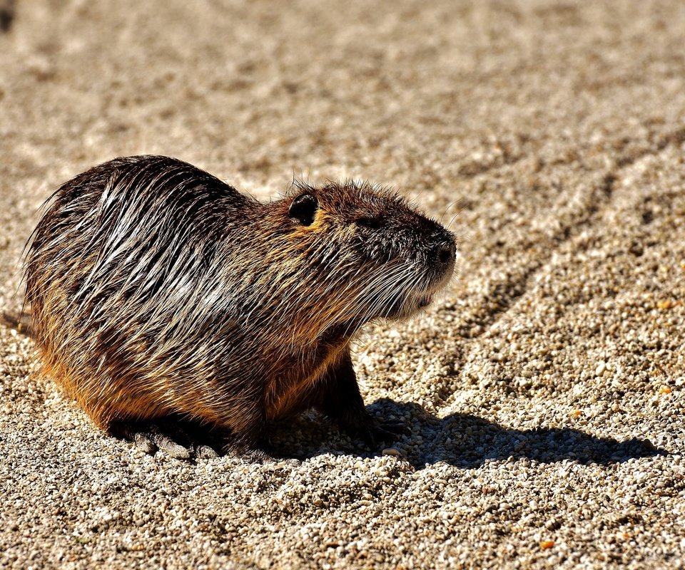 Обои животное, мокрый, грызун, водяная крыса, нутрия, animal, wet, rodent, the water rat, nutria разрешение 1920x1280 Загрузить