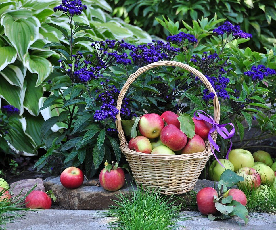 Обои цветы, растения, листья, фрукты, яблоки, корзина, плоды, flowers, plants, leaves, fruit, apples, basket разрешение 3000x2051 Загрузить