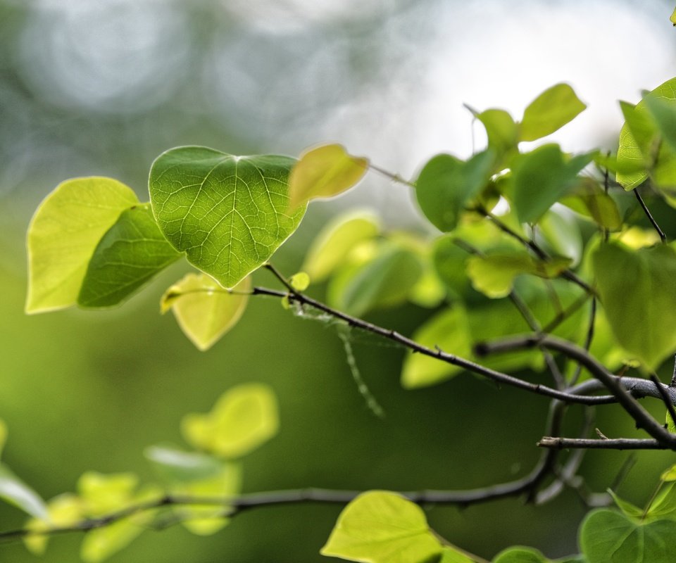 Обои природа, листья, макро, ветки, зеленые, весна, nature, leaves, macro, branches, green, spring разрешение 4872x3252 Загрузить