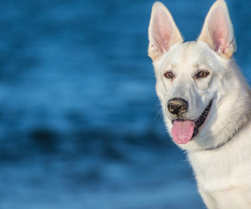 Обои морда, собака, язык, белая швейцарская овчарка, face, dog, language, the white swiss shepherd dog разрешение 1920x1200 Загрузить