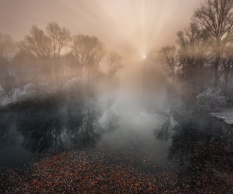 Обои деревья, река, природа, лес, туман, иней, trees, river, nature, forest, fog, frost разрешение 1920x1200 Загрузить