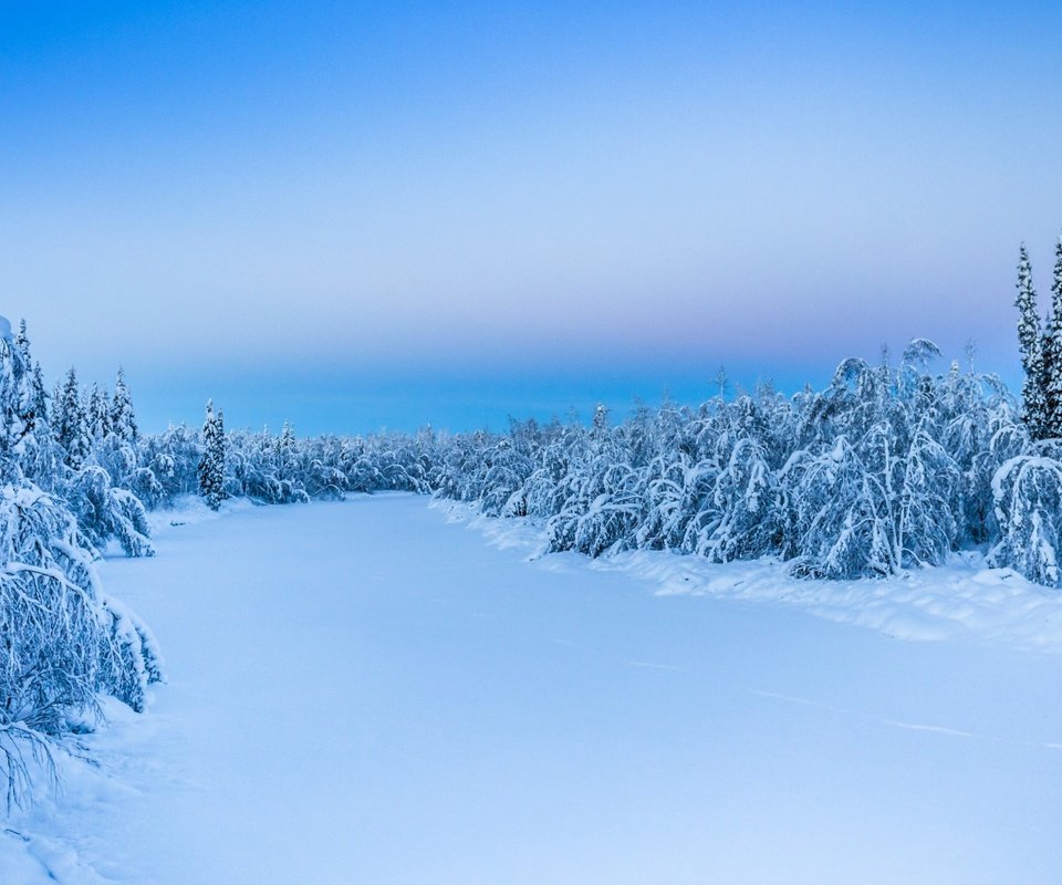 Обои деревья, снег, природа, лес, зима, trees, snow, nature, forest, winter разрешение 1920x1200 Загрузить