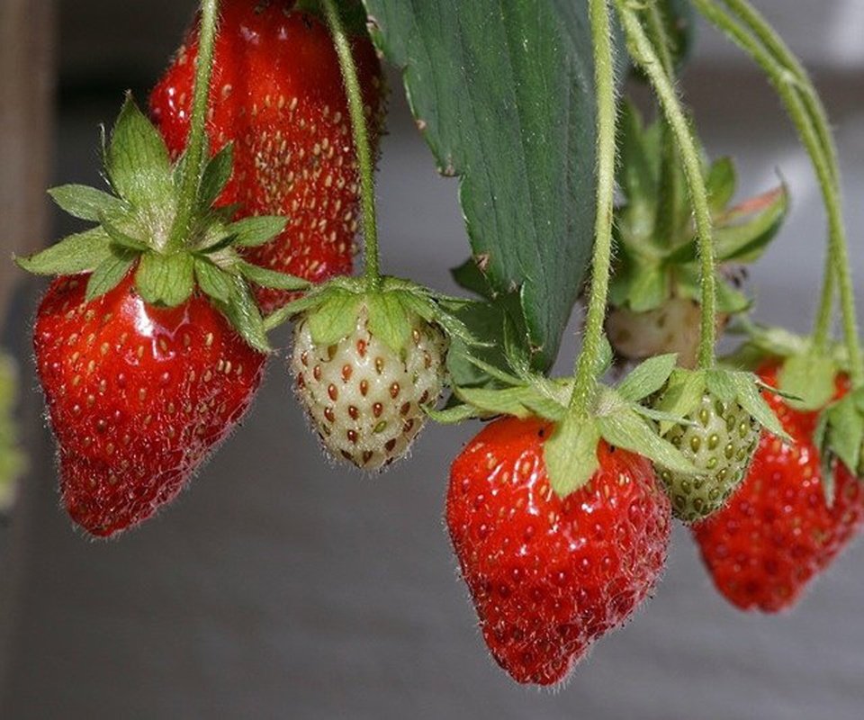 Обои макро, лето, клубника, ягоды, macro, summer, strawberry, berries разрешение 1920x1282 Загрузить