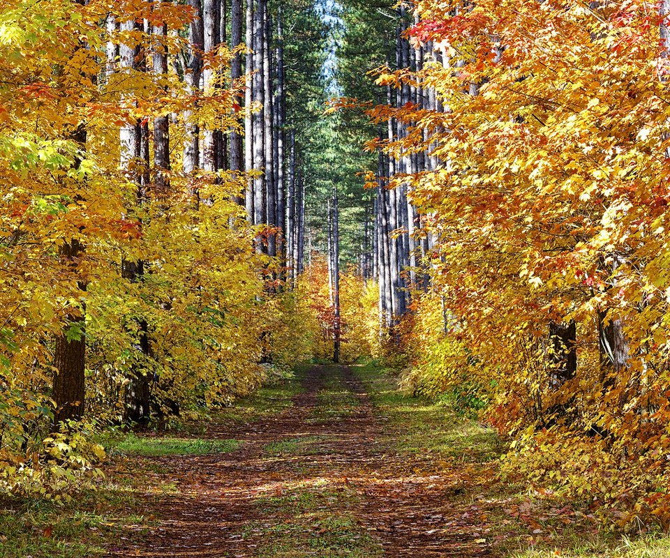 Обои дорога, деревья, лес, пейзаж, осень, road, trees, forest, landscape, autumn разрешение 1920x1200 Загрузить