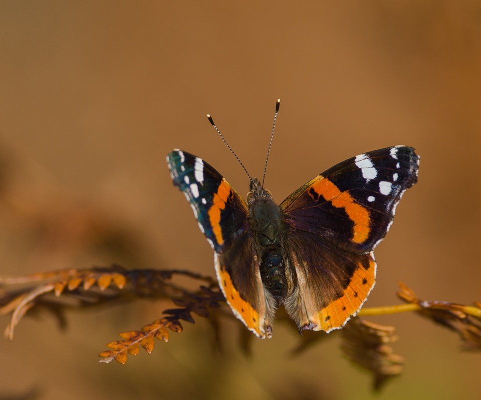 Обои макро, насекомое, фон, бабочка, крылья, веточка, macro, insect, background, butterfly, wings, sprig разрешение 3838x2542 Загрузить