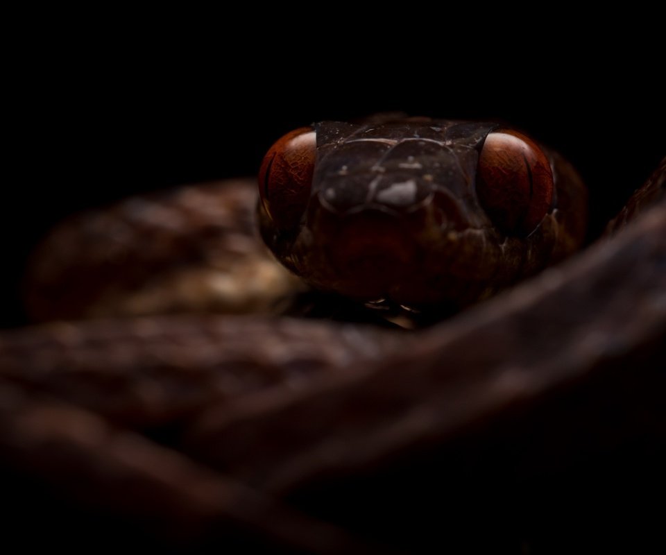 Обои природа, фон, змея, boiga guangxiensis, гуаньсийская бойга, nature, background, snake, hansika boiga разрешение 2600x1440 Загрузить